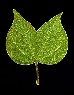 Whacky: Leaf