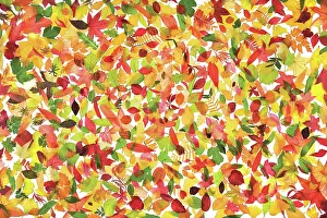 Organized: Leaf