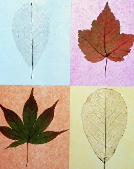 Organized: Leaf