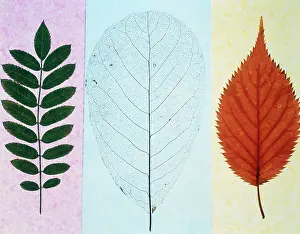 Organized: Leaf