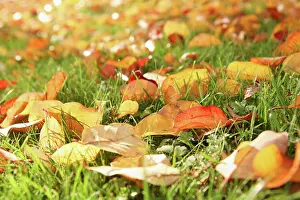 Nostalgic: Leaf