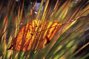 Maturing: Leaf