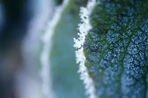 Layers: Leaf