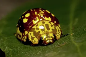Eucalyptus: Leaf Beetle