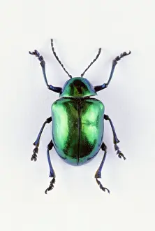 Silhouettable: Leaf Beetle