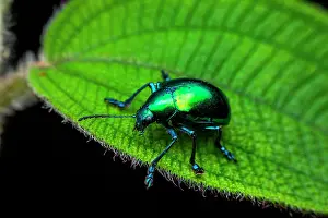 Luster: Leaf beetle (Chrysochus sp) on a leaf, Montagne