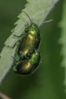Chrysomelidae: Leaf beetle (Chrysomela cerealis), animal pair