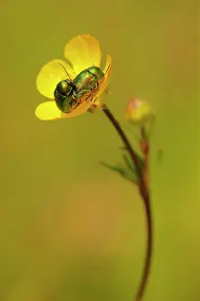 Coleoptera: Leaf Beetle (Cryptocephalus sericeus) mating on
