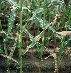 Maize: Leaf blight on Corn