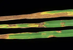 Spotting: Leaf blotch on ryegrass leaves