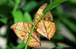 Leafs: LEAF BUTTERFLY