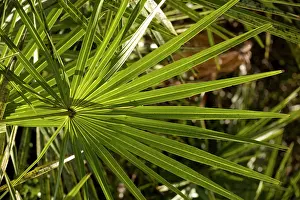 Palmetto: Leaf of cabbage palm