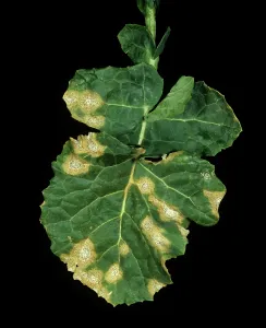 Severe: Leaf Canker lesions on Oilseed Rape