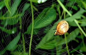 Curling: Leaf-curling spider - using snail shell as retreat