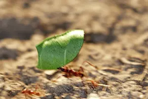 Cutter: Leaf-cutter Ant