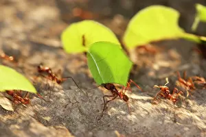 Cutter: Leaf-cutter Ant