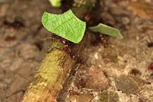 Cutter: Leaf-cutter Ant