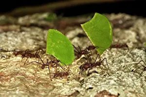 Cutter: Leaf-cutter Ant