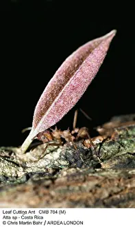 Cutter: Leaf-Cutter Ant
