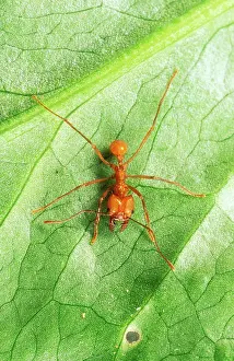 Cephalotes: Leaf-Cutter ANT