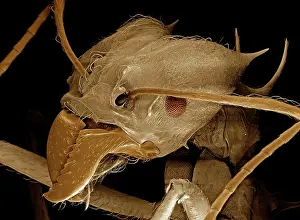 Pincers: Leaf Cutter Ant