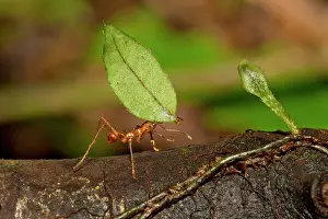 Cephalotes: Leaf-cutter Ant