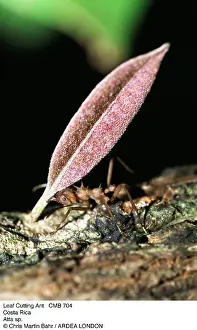 Cutter: Leaf-Cutter Ant - carrying leaf