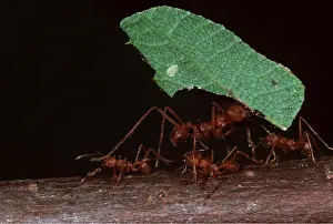 Operation: LEAF-CUTTER ANT - carrying leaf