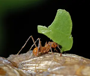 Cutter: Leaf-cutter Ant carrying leaf fragment back to