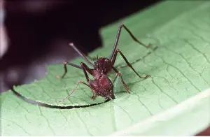 Biting: LEAF-CUTTER ANT - cutting leaf