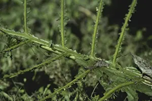 Leafcutting: Leaf-cutter Ant Damage