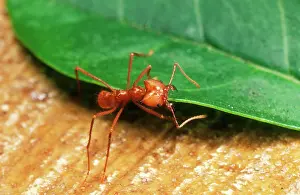 Cephalotes: Leaf-Cutter ANT - dragging a leaf