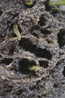 Caste: Leaf-cutter Ant Fungus Garden
