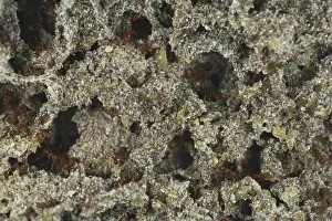 Caste: Leaf-cutter Ant Fungus Garden