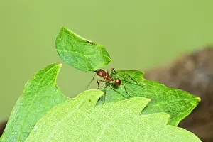 Worker: Leaf Cutter Ant - with leaf