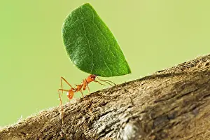 Worker: Leaf Cutter Ant - with leaf
