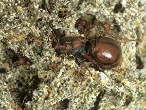 Workers: Leaf-cutter ant queen with workers