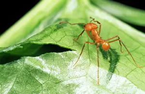 Cephalotes: Leaf Cutter ANT - shows cut in leaf