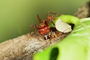 Soldiers: Leaf Cutter Ant - soldier and worker ants