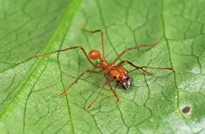 Cephalotes: Leaf-cutter Ants