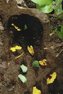 Caste: Leaf-cutter Ants