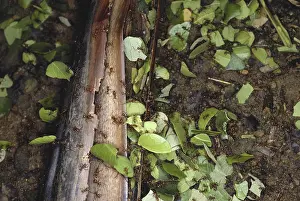 Leafcutting: Leaf-cutter Ants