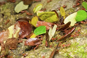 Station: Leaf-cutter ants