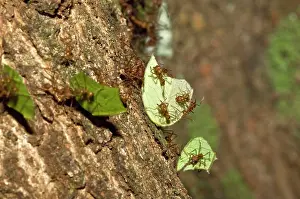 Cephalotes: Leaf-cutter Ants - carrying cut leaves back to the nest
