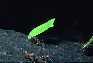 Ants: Leaf-cutter Ants - carrying leaf