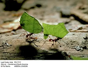 Cutter: LEAF-CUTTER ANTS - carrying leaves