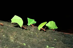 Cutter: LEAF-CUTTER ANTS - carrying leaves
