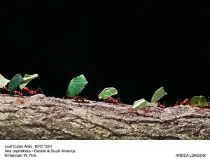 Cephalotes: Leaf-Cutter Ants - carrying leaves