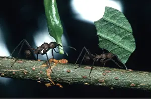 Ants: LEAF-CUTTER ANTS - two carrying leaves