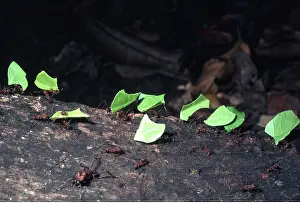 Ants: LEAF-CUTTER ANTS - carrying leaves